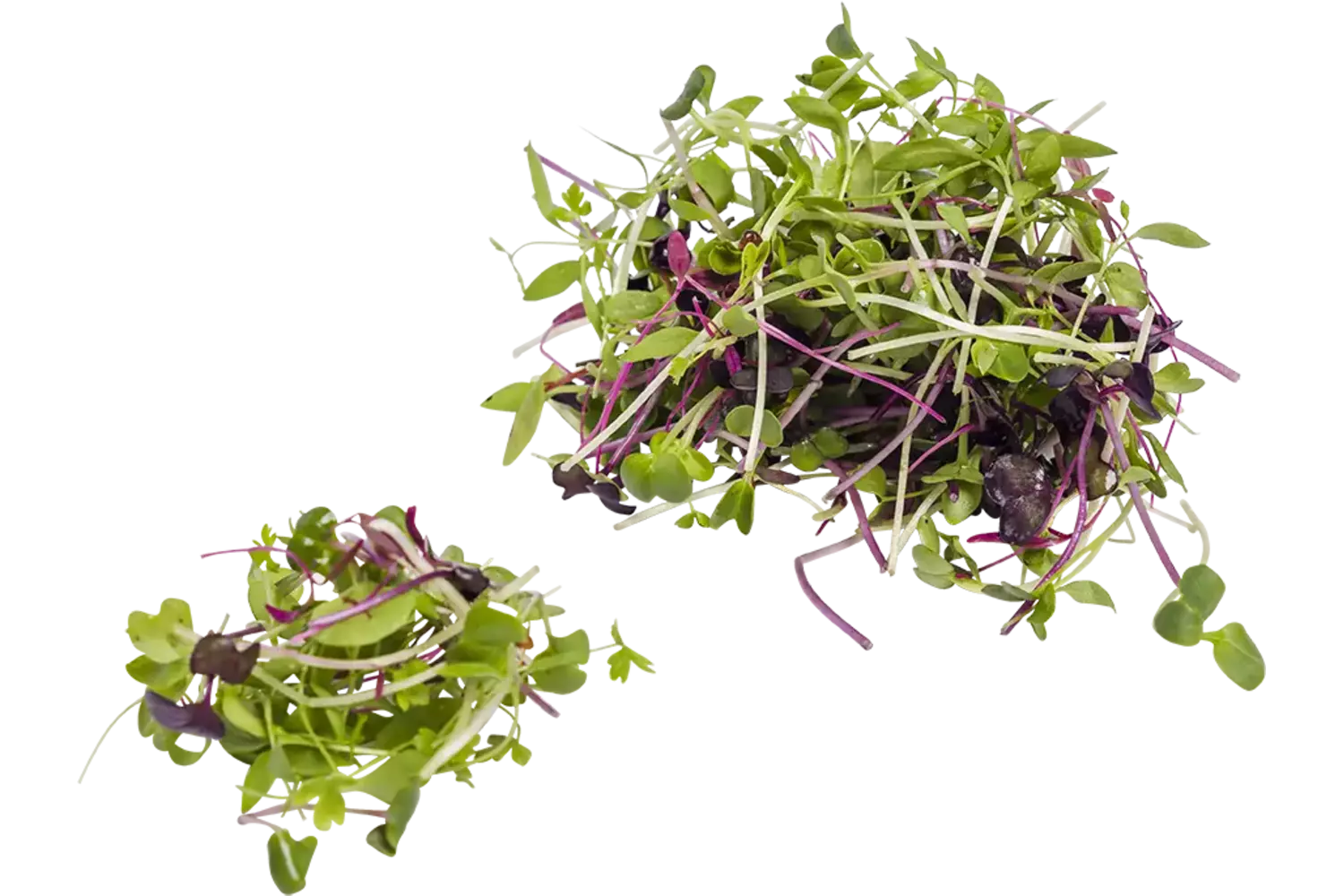 Micro leaf salad horeca mix 200gr stuk 1